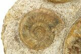 Fossil Ammonite, Belemnite & Gastropod Cluster - Fresney, France #279308-4